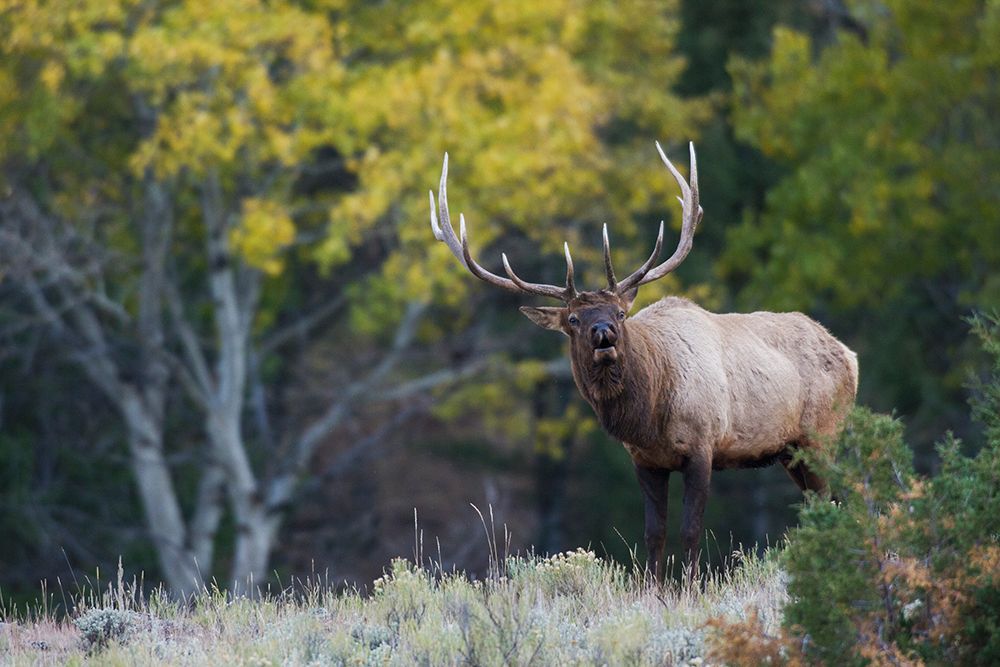 Rocky Mountain bull elk-aspen tree